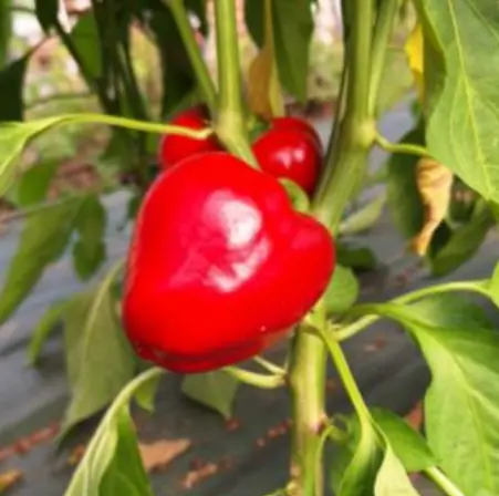 Poivron Di Caprigglio (semences biologiques)