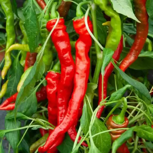 Poivron Long des Landes (semences biologiques)