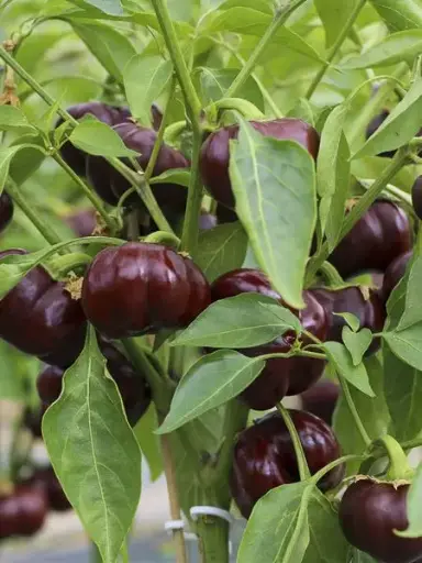 Poivron Mini bell chocolat (semences biologiques)