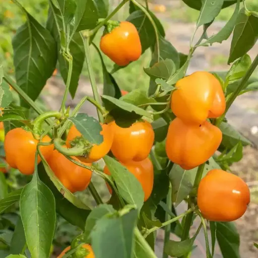 Poivron Mini bell yellow (semences biologiques)