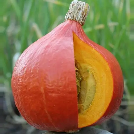 Potimarron Red Kuri (semences biologiques)