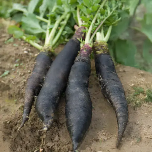 Radis Rave Noir long Poids d'horloge (semences biologiques)