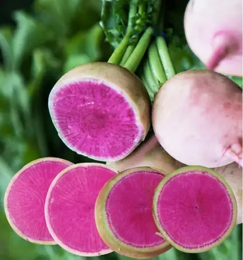 Radis Rose Red meat (semences biologiques)