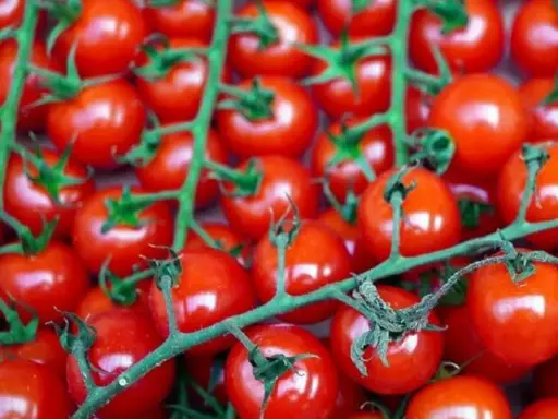 Tomate Cerise Miel du Mexique (semences biologiques)