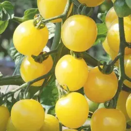 Tomate Cerise Mirabelle blanche (semences biologiques)