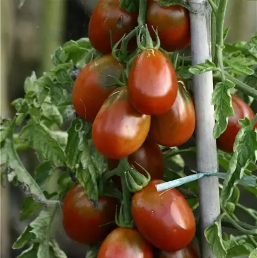 Tomate Cerise ovale grosse Prune noire (semences biologiques)