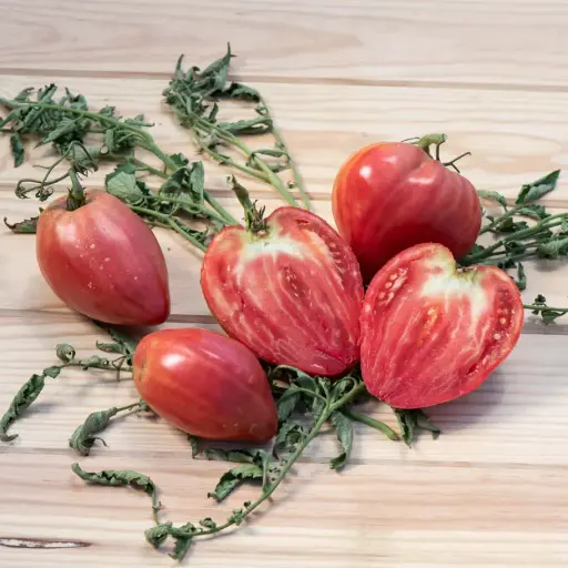 Tomate Cœur de Bœuf (semences biologiques)