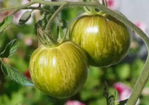 Tomate green zebra (semences biologiques)