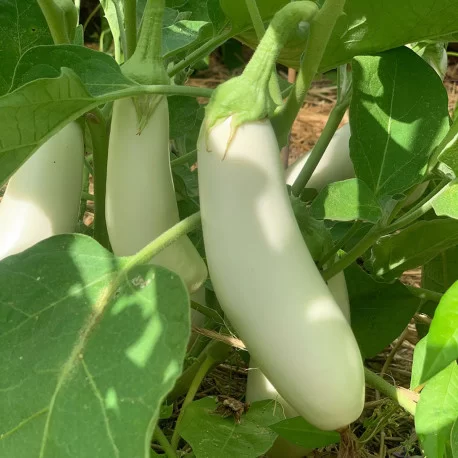 Aubergine longue blanche (semences biologiques)