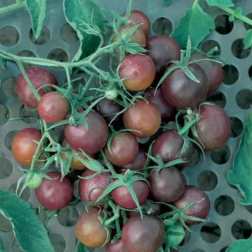 Tomate Cerise Black Cherry (semences biologiques)