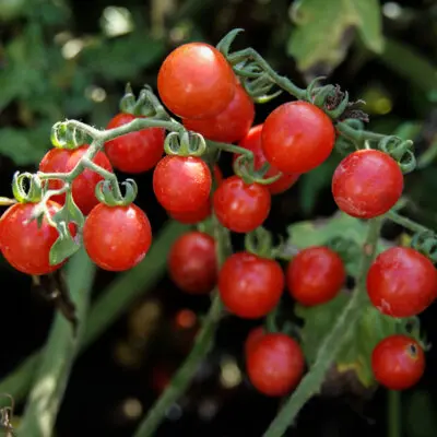 Tomate Cerise Boulette de Touraine (semences biologiques)