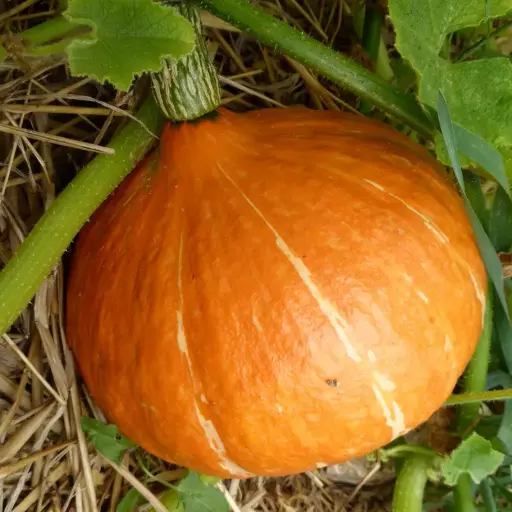 Courge Red Kuri (semences biologiques)