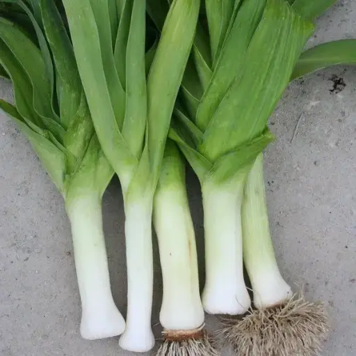 Poireau Jaune de poitou (semences biologiques)