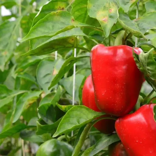 Poivron Tomate (semences biologiques)