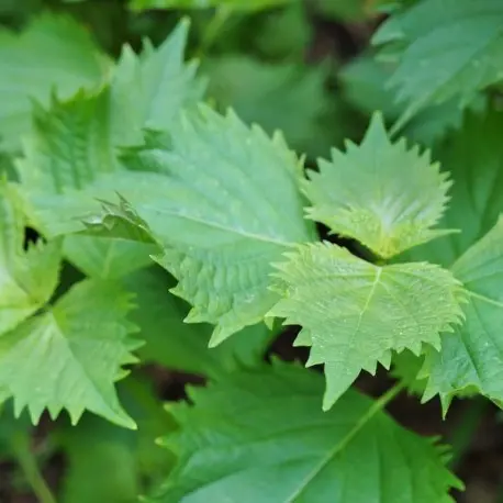 Shiso (périlla vert) (semences biologiques)