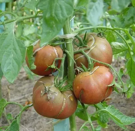 Tomate Charbonnière du berry (semences biologiques)