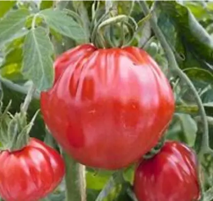 Tomate Liguria (semences biologiques)