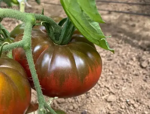 Tomate Noire de Crimée (semences biologiques)