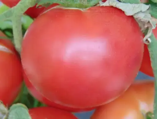 Tomate Rose de Berne (semences biologiques)