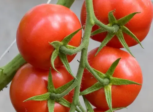 Tomate Tica (semences biologiques)