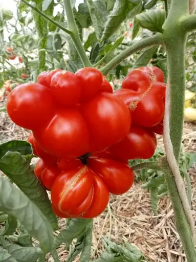 Tomate Voyage (semences biologiques)