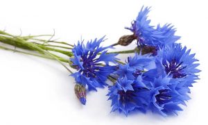 Fleurs botte centaurées