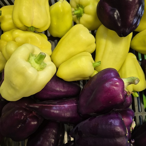 Poivrons couleur